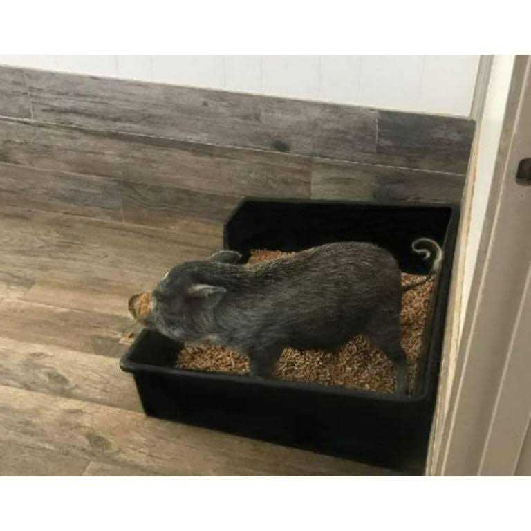 Extra Large Litter Box A60952