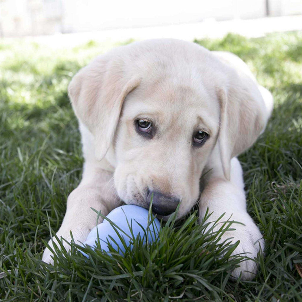 Puppy Toy C720351