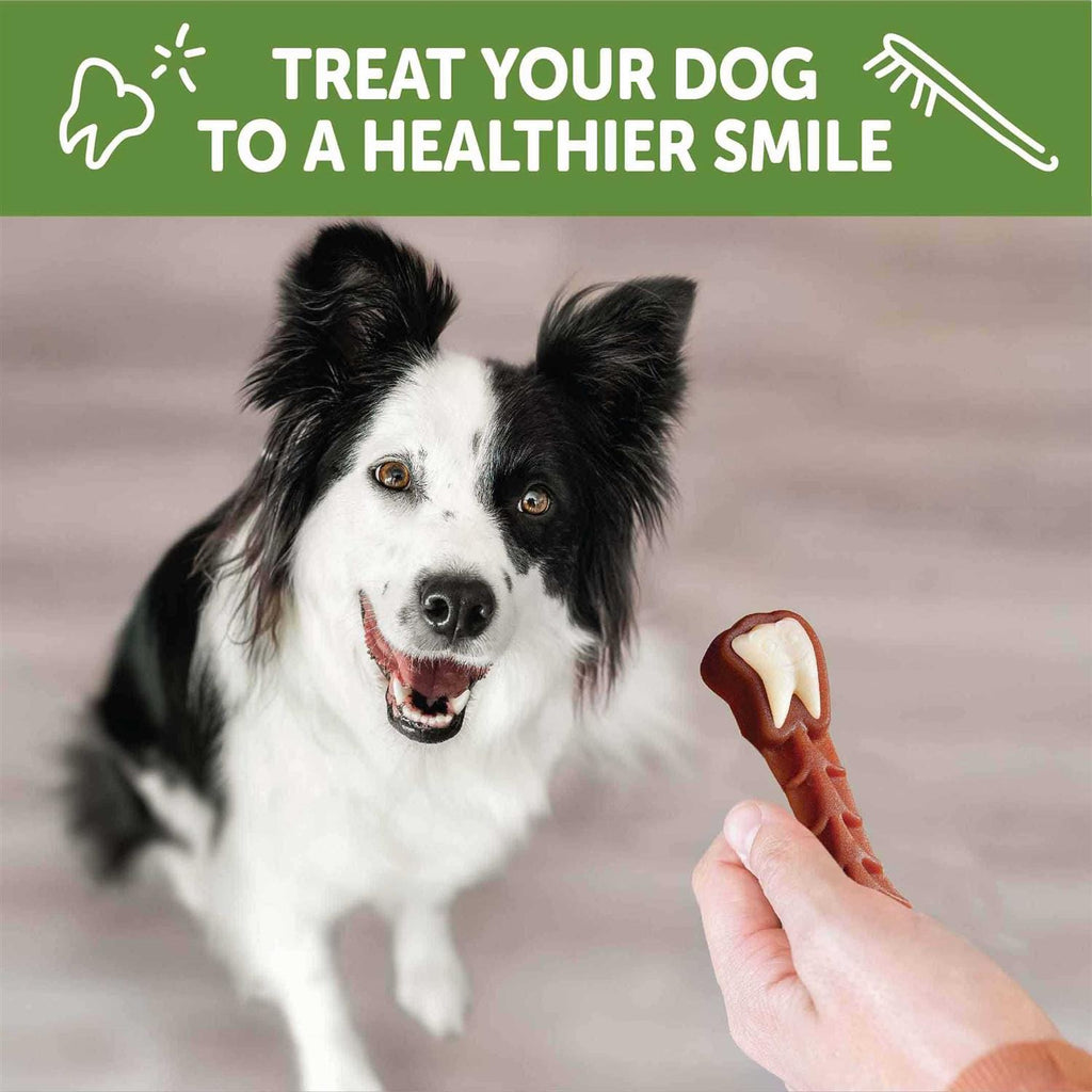 Dental Treats W824316