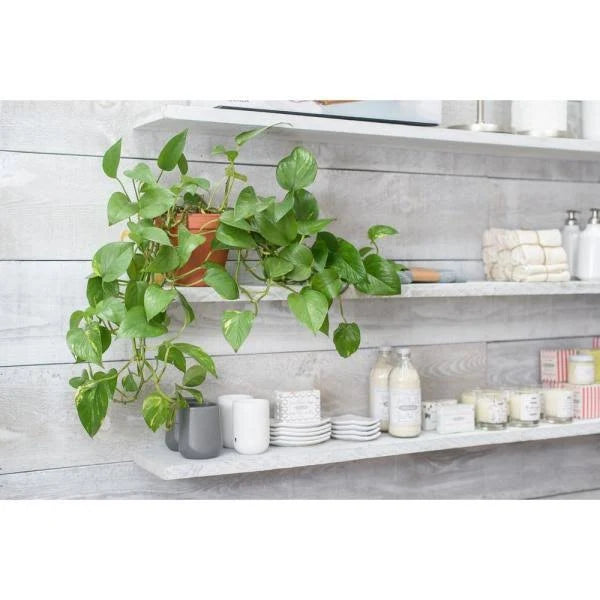 1 in. x 4 in. x 6 ft. Barn Wood Pine Board White Wash (6 per Box) X566